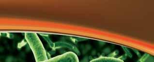 Najčešće korišteni probiotici su različite vrste roda Lactobacillus, koje su uglavnom prisutne u tankom crijevu, mokraćnom i spolnom sustavu, te Bifidobacterium, koje su prisutne u debelom crijevu.