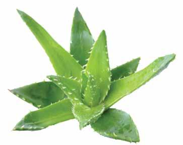 Napisala Josipa Šep i, mag.pharm. Postoji mnogo vrsta aloje, no najpoznatija je Aloe barbadensis Mill. (Aloe vera).