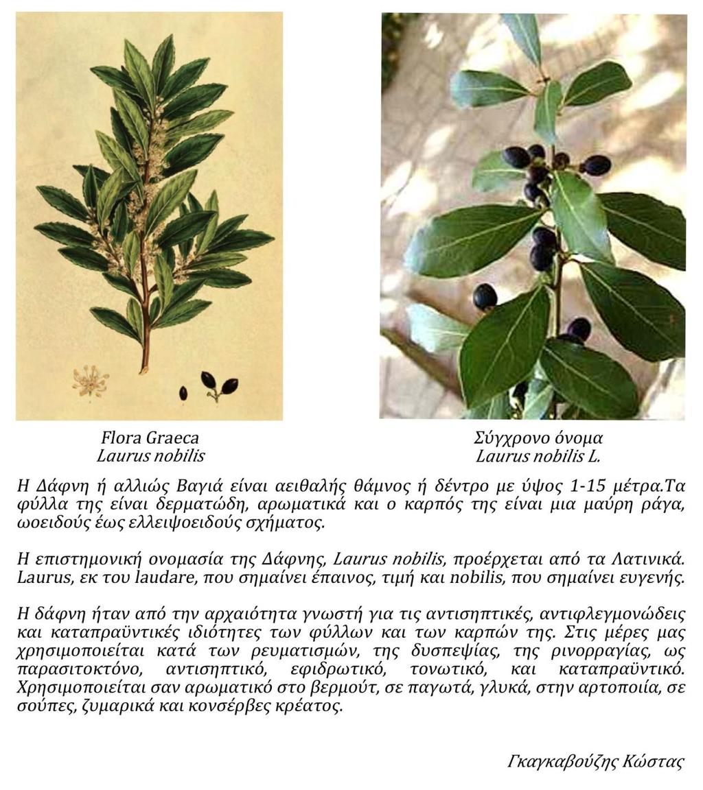 υπερσύνδεσμο για εικόνα του φυτού όπως παρουσιάζεται στη Flora Graeca, την οικογένεια στην οποία ανήκει, το όνομά του όπως αναγράφεται στη Flora Graeca καθώς και το κοινό του όνομα από αναφορές στον