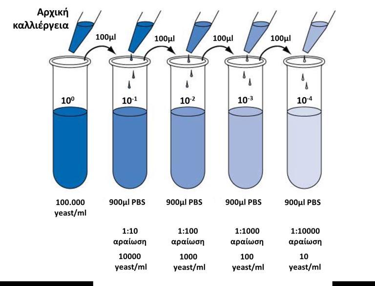 Εικόνα 2: Διαδοχικές αραιώσεις της αρχικής καλλιέργειας των κυττάρων yeast. Πιο πριν έχουμε αποστειρώσει την ουσία με τη πιθανή μεταλλαξιγόνο δράση σε αυτόκαυστο ή με φίλτρο.