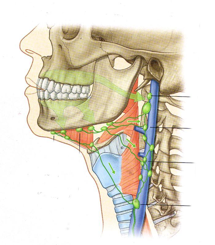 ΤΑ ΕΝ ΤΩ ΒΑΘΕΙ ΤΡΑΧΗΛΙΚΑ ΛΕΜΦΟΓΑΓΓΛΙΑ σχηματίζουν αλυσίδα κατά μήκος της έσω σφαγίτιδας φλέβας ανευρίσκονται μέσα