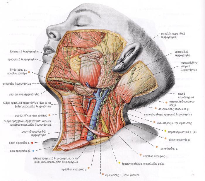 σφαγιτιδοωμοϋοειδές στο πρόσθιο τραχηλικό τρίγωνο ΟΠΙΣΘΙΟ