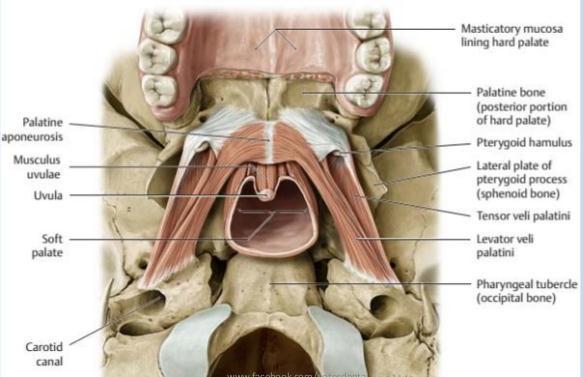 - Αισθητική νεύρωση: κλάδοι άνω γναθικού νεύρου και στο οπίσθιο τμήμα της από το γλωσσοφαρυγγικό -