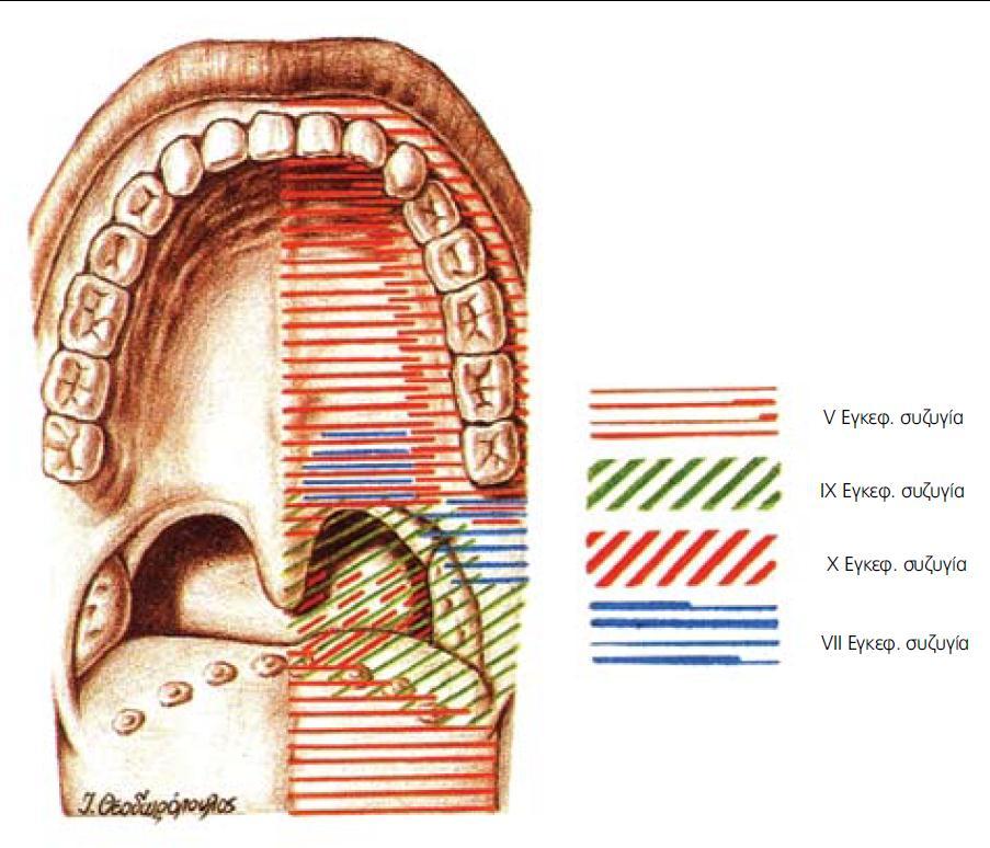 Νεύρα τα κινητικά προέρχονται από το πνευμονογαστρικό, το γλωσσοφαρυγγικό και το τρίδυμο νεύρο τα αισθητικά από το