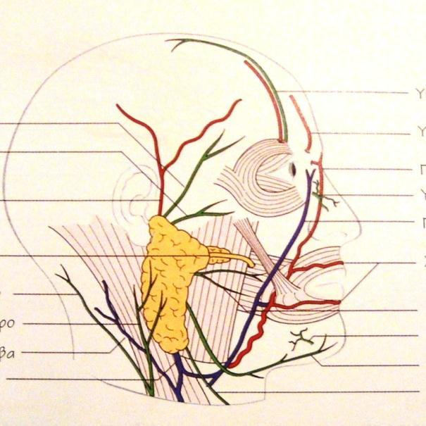 Τι διέρχεται μέσα από την παρωτίδα: 1. Το προσωπικό νεύρο (ενδοπαρωτιδικό πλέγμα) 2. Το ωτοκροταφικό νεύρο 3.