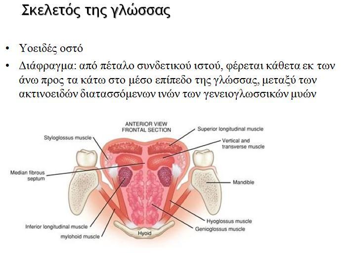 Ινώδης σκελετός γλώσσας 2 ινώδη πέταλα, κάθετα το ένα με το