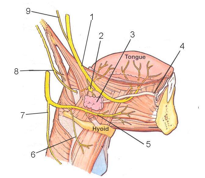 Γραμμωτοί μύες 17 μύες (8