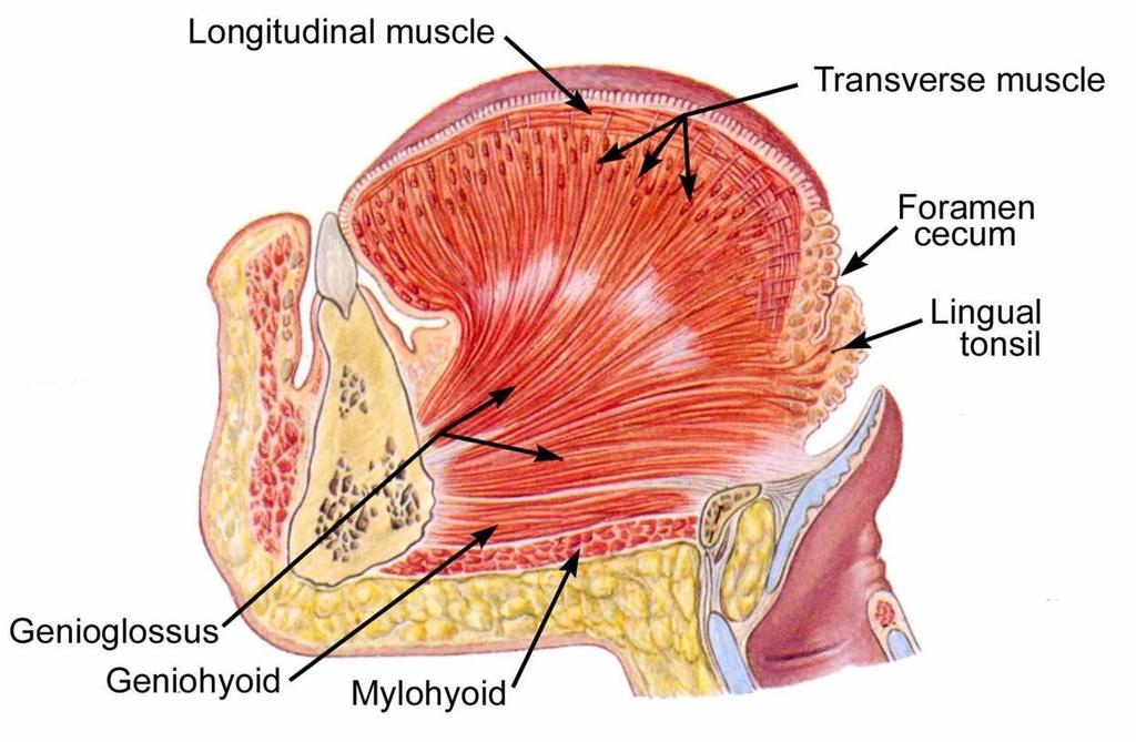Ίδιοι μύες της γλώσσας Διακρίνονται από τη φορά των μυϊκών ινών τους Άνω επιμήκης γλωσσικός (μονοφυής) Εγκάρσιος γλωσσικός (άμφω) Κάτω επιμήκης γλωσσικός (άμφω) σχηματίζουν το κυρίως σώμα της γλώσσας