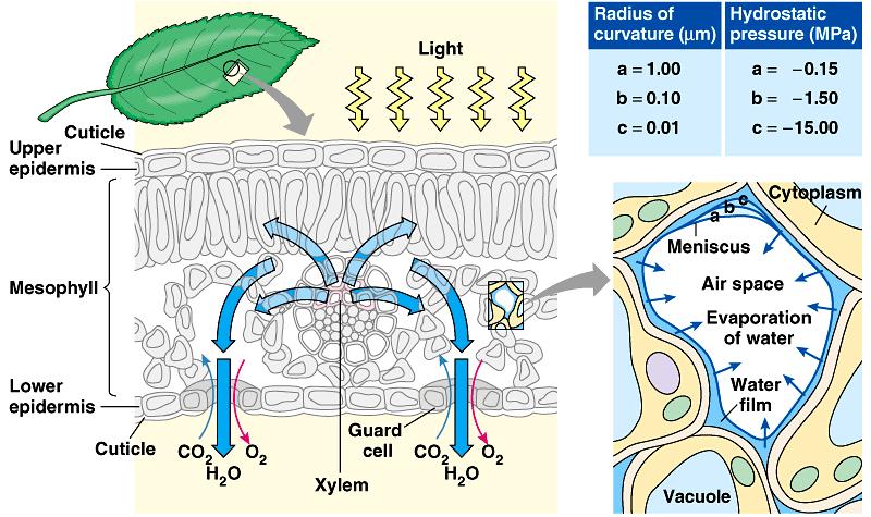 Transpiracija isparavanje vode iz biljaka i životinja >70% ide kroz puči Svjetlost kutikula gornja epiderma Mezofil donja epiderma ksilem Stoma