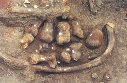 Η παρουσία των προϊστορικών προβοσκιδωτών στον ελλαδικό χώρο είναι εντυπωσιακή, αφού απολιθώματά τους εντοπίστηκαν σε περισσότερες από 130 θέσεις.