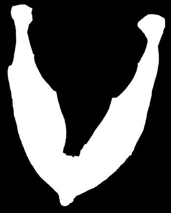 05 Η κάτω γνάθος του αρχαϊκού ελέφαντα που ανασκάφηκε το 1995 στα Αμπέλια με τον δεξιό τρίτο γομφίο (βλ. βέλος).