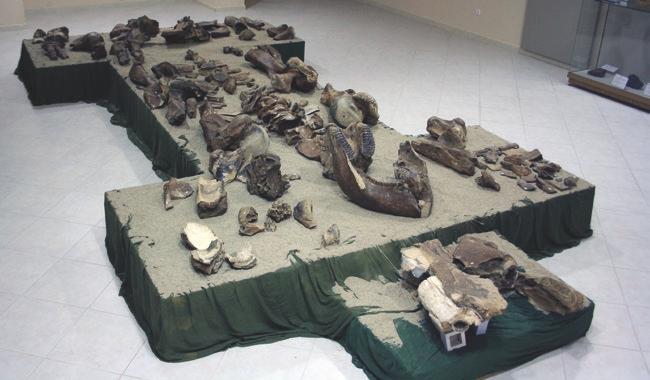 15 Χαυλιόδοντας αρσενικού αρχαϊκού ελέφαντα στο Παλαιοντολογικό Ιστορικό Μουσείο Πτολεμαΐδας. 16 Το κτίσμα που φιλοξενεί τον απολιθωμένο σκελετό του ελέφαντα του Περδίκα in situ.