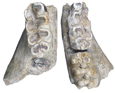 Ο μαστόδοντας αντιπροσωπεύεται με πολύ λιγότερα απολιθώματα από αυτά του ζυγόδοντα της Μηλιάς και το πιο χαρακτηριστικό απολίθωμα είναι τα δύο τμήματα της κάτω γνάθου με τους γομφίους (εικ. 29).