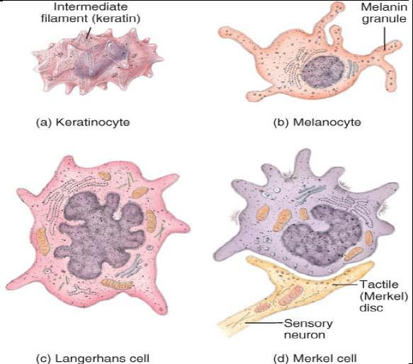 Το σημαντικά κύτταρα της επιδερμίδας Τα 4 βασικά κύτταρα της επιδερμίδας είναι:
