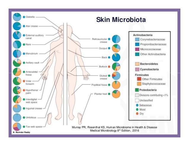 Προστασία από μικροοργανισμούς: μικροβίωμα και χημικός φραγμός Το δέρμα αποτελεί φυσικό φραγμό για τους μικροοργανισμούς Πάνω στην επιδερμίδα ανευρίσκονται μικροοργανισμοί οι οποίοι ενισχύουν την