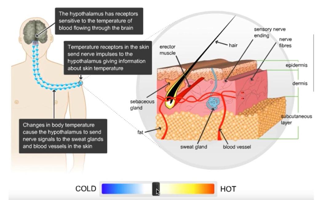 2 Επιπλέον, ο υποθάλαμος έχει και υποδοχείς που αντιλαμβάνονται τη θερμοκρασία του αίματος 1 Οι υποδοχείς θερμορύθμισης είναι διαφορετικοί για το ζεστό και το κρύο και λειτουργούν