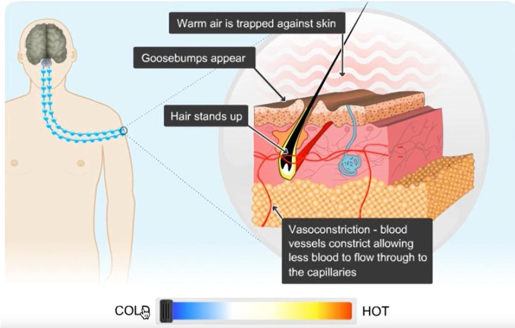 Παγίδευση θερμού αέρα κοντά στο δέρμα Αλλαγή υφής δέρματος (goosebumps «ανατριχίλα) Ανόρθωση τριχών σε κατακόρυφη θέση Το υποδόριο λίπος μπορεί να