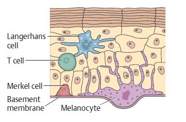Η βασική στιβάδα αποτελείται από μια σειρά κυττάρων, τα βασικά κύτταρα Ο ρυθμός πολλαπλασιασμού τους καθορίζει το πάχος της επιδερμίδας (0,05 mm 1,5 mm) 1 στα 10 κύτταρα της βασικής στιβάδας είναι