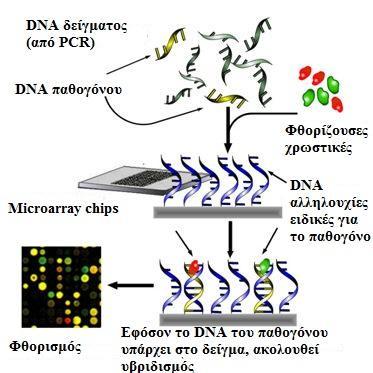 DNA MICROARRAYS Microarray: συλλογή από