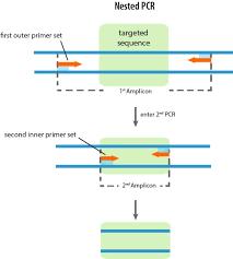 ΝΕΣΤΕD-PCR («ΦΩΛΙΑΣΜΕΝΗ» Η ΔYΟ ΣΤΑΔΙΩΝ) Nested-PCR («φωλιασμένη» ή δύο σταδίων) για την αύξηση ευαισθησίας και ειδικότητας της κλασικής PCR Χρησιμοποίηση 2 ζευγών εκκινητών για τον πολλαπλασιασμό και