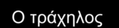 Ο τράχηλος Οι αδένες του τραχήλου διατείνονται από υπερέκκριση βλέννας και η αρχιτεκτονική τους γίνεται πολύπλοκη.