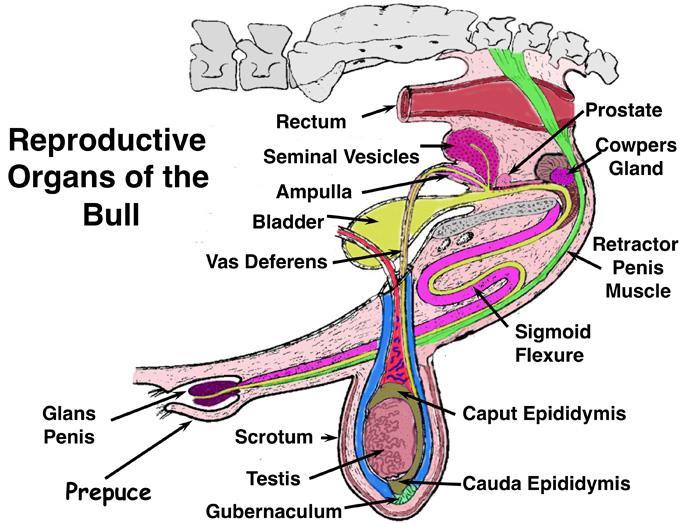 2. Tijelo spolnog uda (corpus penis) - predstavlja glavninu organa. 3.