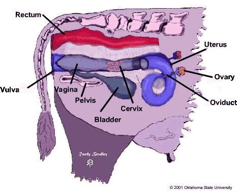 Slika 2.: Anatomska građa spolnog sustava krava Izvor: IP 4 2.1.5. Spolni ciklus Spolni ciklus je vremensko razdoblje od početka jednog do početka drugog estrusa (tjeranja, gonjenja, vođenja).