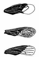 5 Κλείδες Τάξεων Εντόμων Α 1 - Ένα ή δύο ζεύγη πτερύγων, εμφανών ή κρυμμένων κάτω από έλυτρα, ημιέλυτρα, ή ψευδέλυτρα (Εικ. 1).