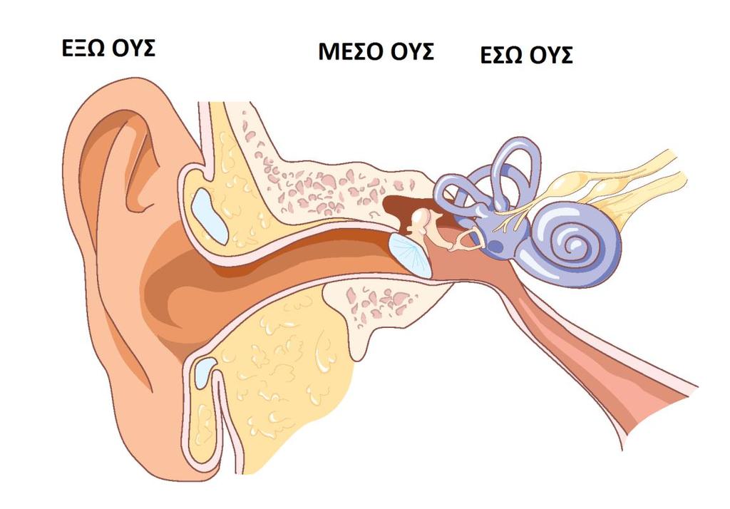 II. ΣΤΟΙΧΕΙΑ ΑΝΑΤΟΜΙΑΣ ΚΑΙ ΦΥΣΙΟΛΟΓΙΑΣ ΤΗΣ ΑΚΟΗΣ και το έσω ους.