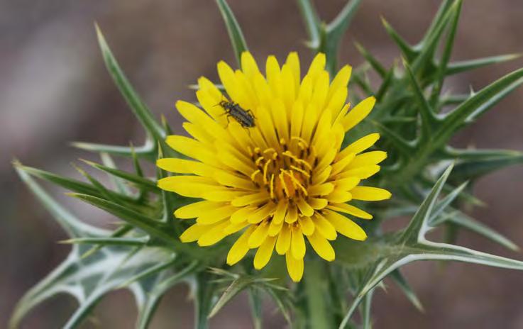 Scolymus