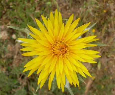 grandiflorus, Ε.