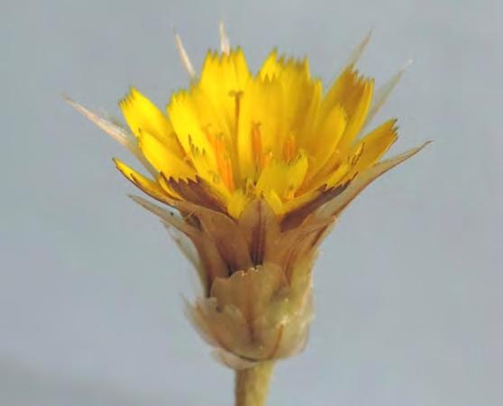 ΣΤ. Catananche