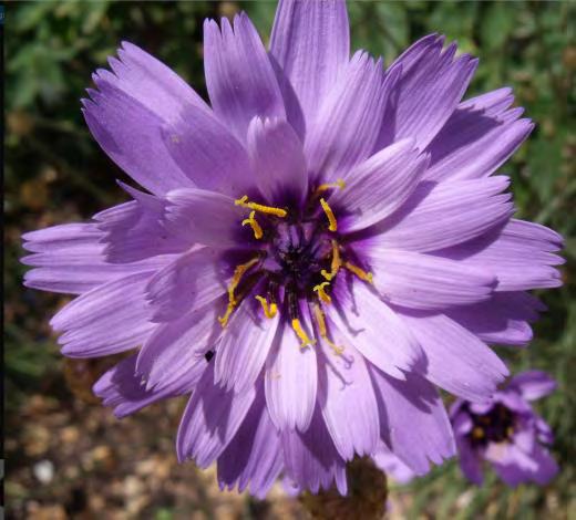 Catananche