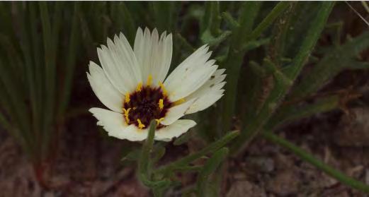 caespitosa (Φωτ.
