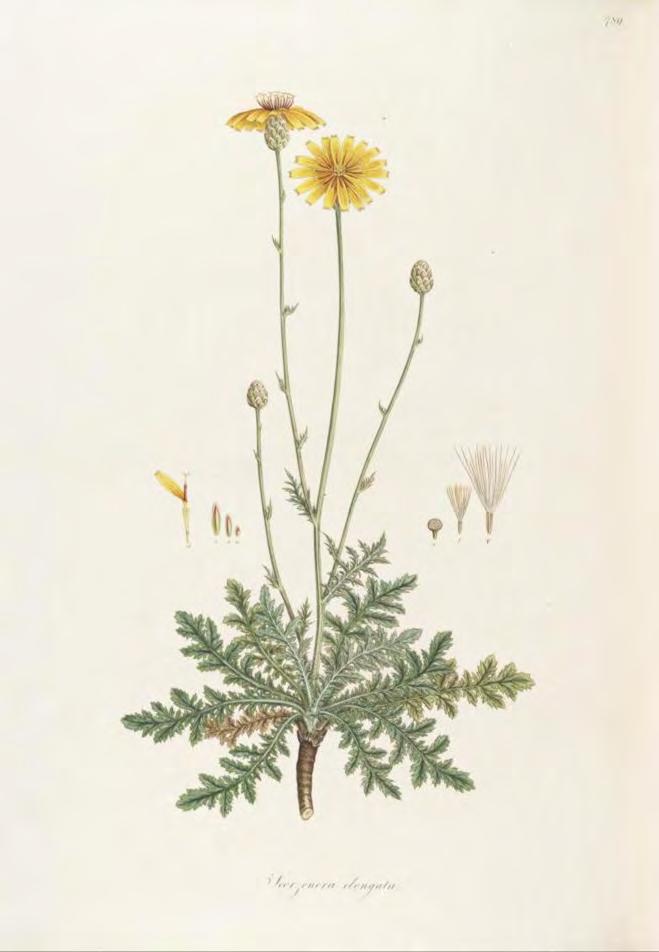 A B Εικ. 5: A. Hymenonema graecum (Bauer in: Flora Graeca) και B. Hymenonema laconicum (Johnsen in: Endemic Plants of Greece. The Peloponnese.). 1.6.