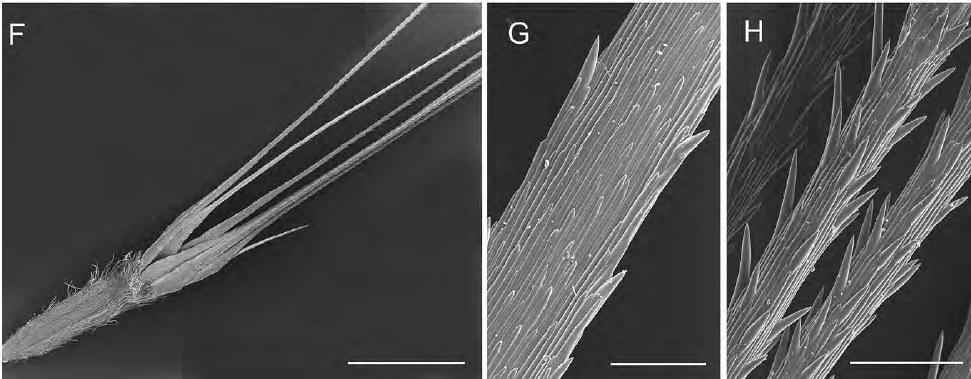 Κλίμακες = 3 mm (Α), = 100 mm Γυρεόκοκκοι: Η μορφολογία των γυρεοκόκκων σε αντιπροσώπους των Compositae έχει μελετηθεί από πολλούς ερευνητές, όπως ο Blackmore (1982), που ασχολήθηκε μάλιστα με