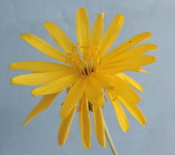 laconicum: Α, από το Γεράκι