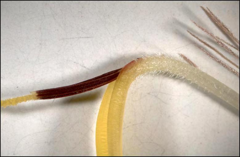 Κλίμακες = 1mm. Εικ.