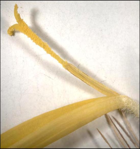 τη Σύρο ( Κλίμακες = 1mm.