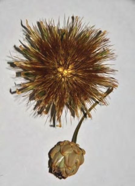 graecum εξετάστηκαν σπέρματα και από τις δυο ομάδες που διαμορφώθηκαν σύμφωνα με το χρώμα του σωλήνα των ανθήρων (Ομάδα 1: κίτρινος σωλήνας Ομάδα 2: σκούρος βυσσινί σωλήνας).