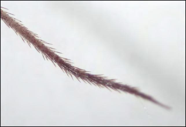 Hymenonema