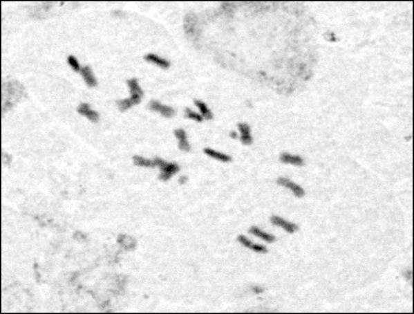 A B Γ Δ Εικ.