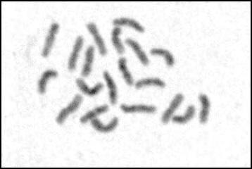 laconicum από τους πληθυσμούς: Α, no