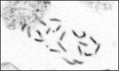 Hymenonema