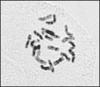 Δ, no 13.