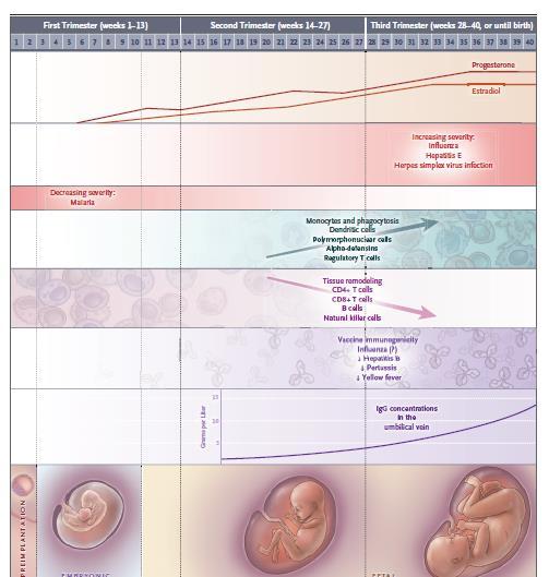 1α. Λοιμώξεις και κύηση Κύηση: ευπαθής περίοδος Ανατομικές αλλαγές επιπτώσεις κυρίως στο καρδιοαναπνευστικό σύστημα Εμφύτευση «ξένου» DNA Μελέτες παρατήρησης: Έγκυες: νοσηρότητα, θνητότητα από