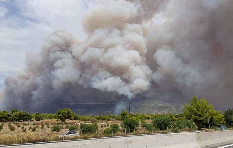 καυσίμων ειδικότερα επηρεάζεται από μια ολόκληρη σειρά επιδράσεων, από τα είδη των δέντρων έως τις επιπτώσεις των παρασίτων,την γεωμορφολογία, το προηγούμενο ιστορικό πυρκαγιών, κά.