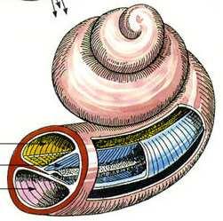 Chittka L, Brockmannderivative work: M Komorniczak lk- - Anatomy_of_the_Human_Ear.svg. CC BY 2.
