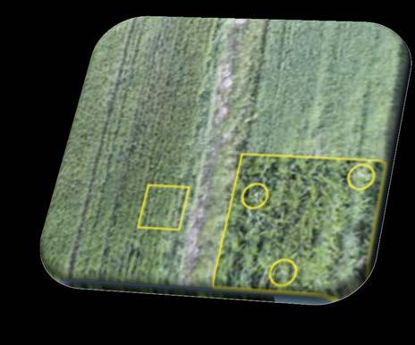 Τίτλος Έργου: Identification of common wild oat and other weeds from drone images Χώρα/ περιοχή: Φιλανδία Διάρκεια: 1/3/17-31/12/19