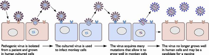 Ζώντα εξασθενηµένα εµβόλια Ο παθογόνος ιός από ασθενή αναπτύσσεται σε καλλιέργειες ανθρώπινων κυττάρων Ο ιός χρησιµοποιείται για να µολύνει κύτταρα πιθήκου Ο ιός αποκτά µεταλλάξεις που του επιτρέπουν